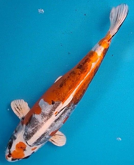 Beni Kikokuryu